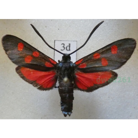 Zygaena angelicae Ochsenheimer, 1808 Kraśnik dzięgielowiec Slovakia3d